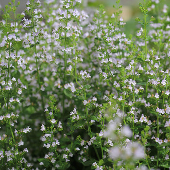 Bergsteentijm Marvelette White