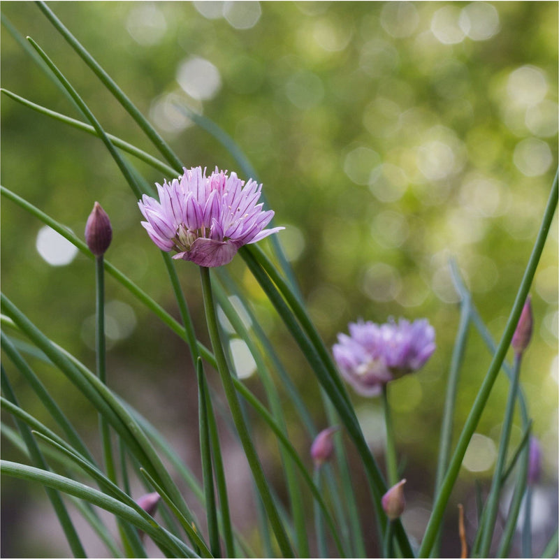Bieslook, groene stengels met een paarse bloem op de top. 