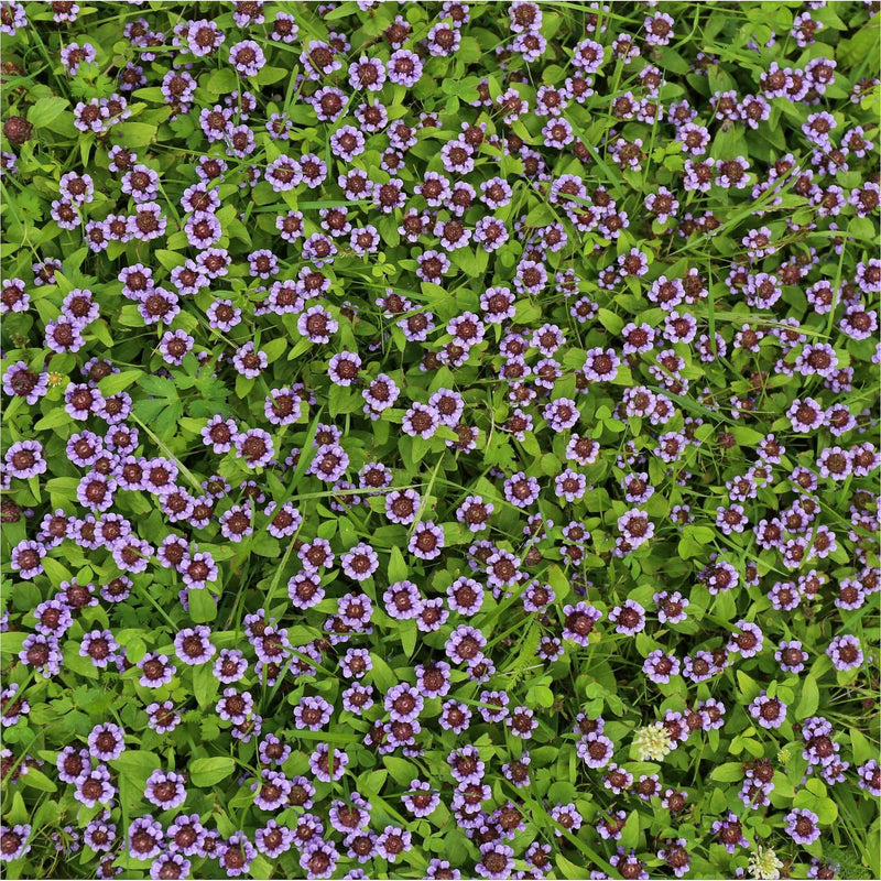 een veld vol bijenkorfjes van bovenaf gezien in het groen met kleine paarse bloemetjes. 