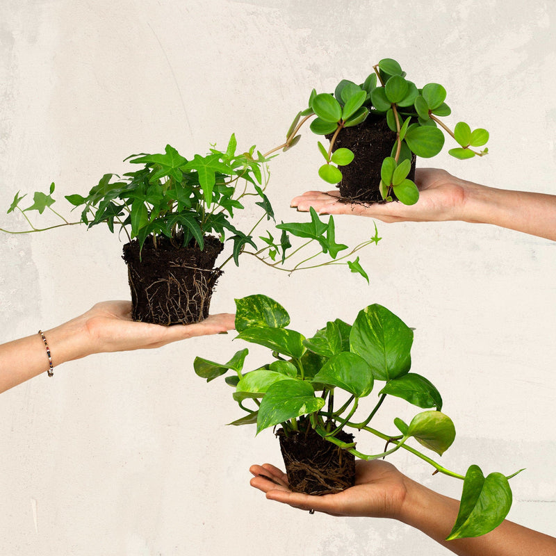 bio hangsetje, drie handen met planten erop