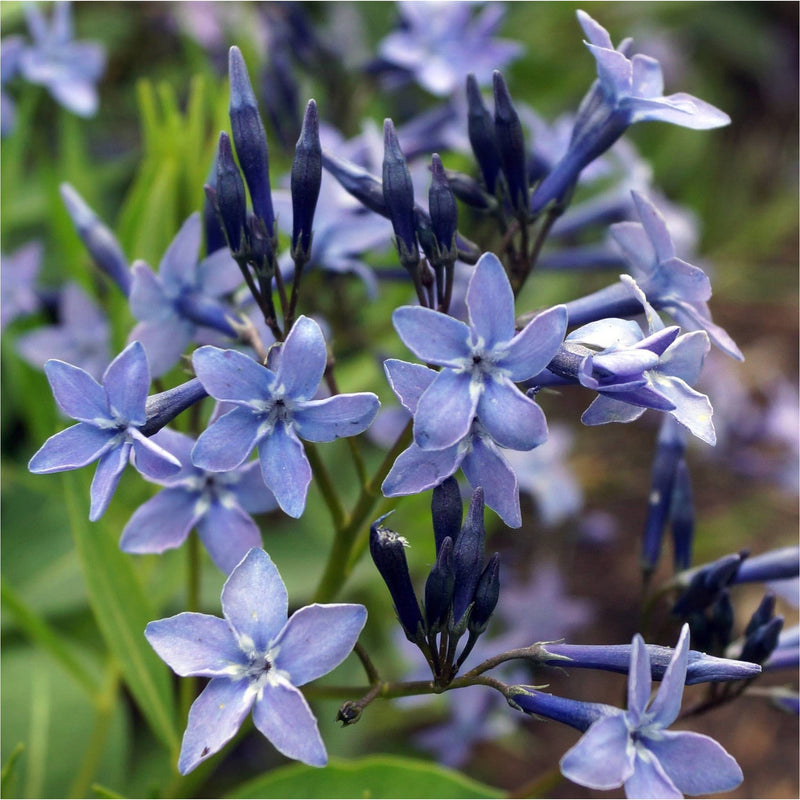 Close up van de blauwe ster met stervormige blauwe bloemetjes.