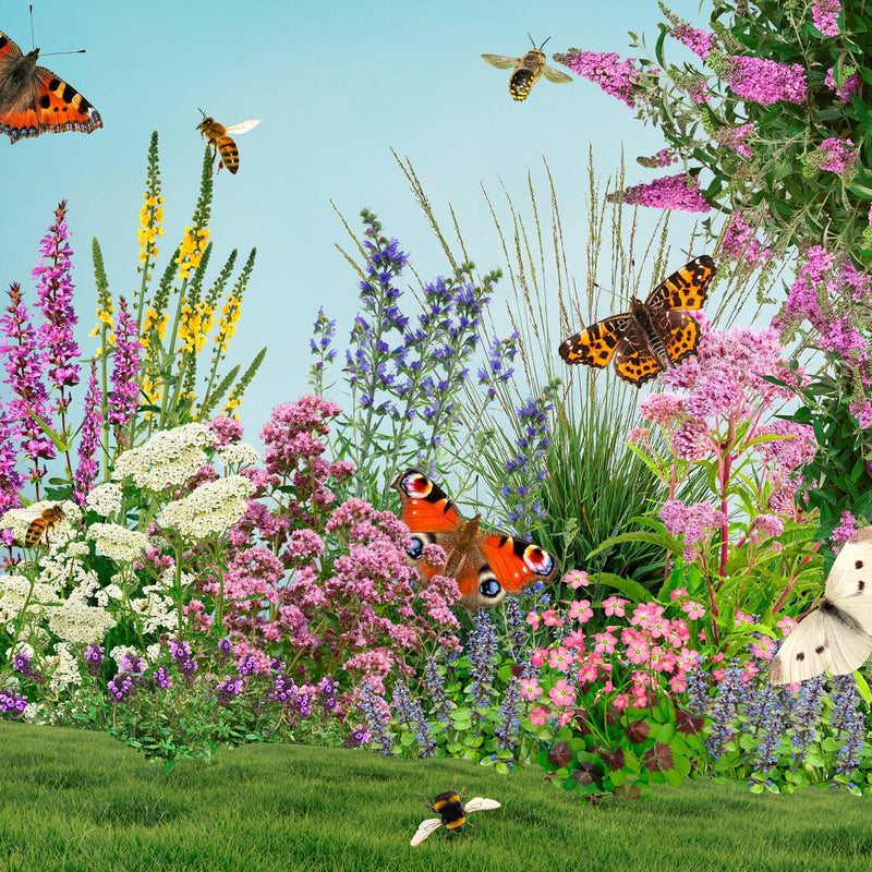 borderpakket bijen en vlinders, collage van tuinplanten en insecten
