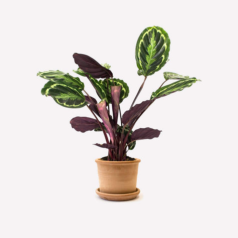 Calathea Medaillon 🎁