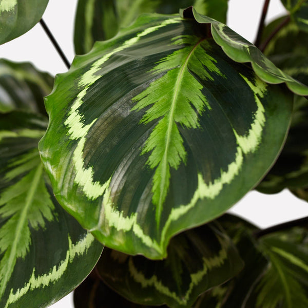 Calathea Medaillon