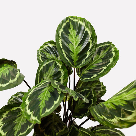 Calathea Medaillon 🎁