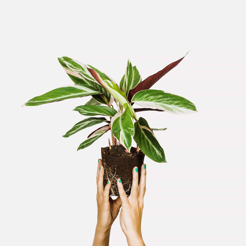 Calathea Triostar, hele plant met donkerroze en groene, lange bladeren, vastgehouden in handen