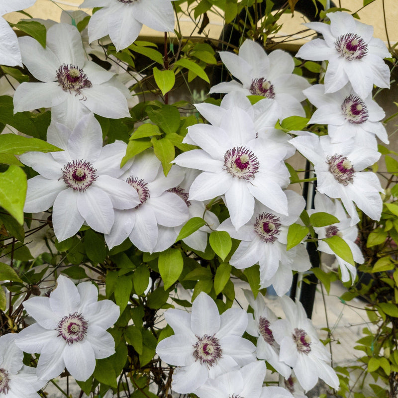 Clematis Miss Bateman, klimplant met veel witte bloemen