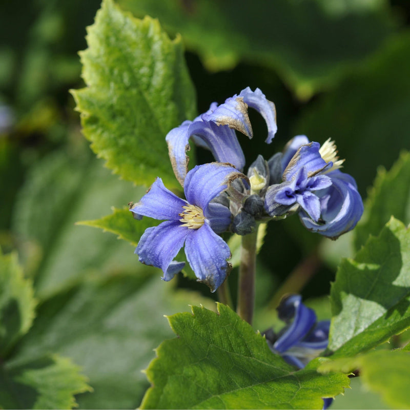 clematis new love, close up van blauwe bloem