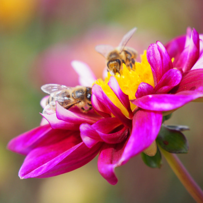 Dahlia Impression Fantastisco biologisch met paars-rode bladeren en geel hart, met bijen