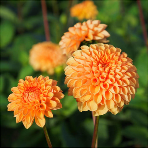 Dahlia Sylvia