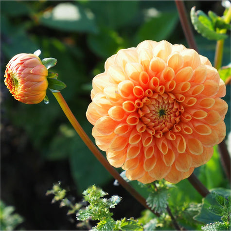 Dahlia Sylvia