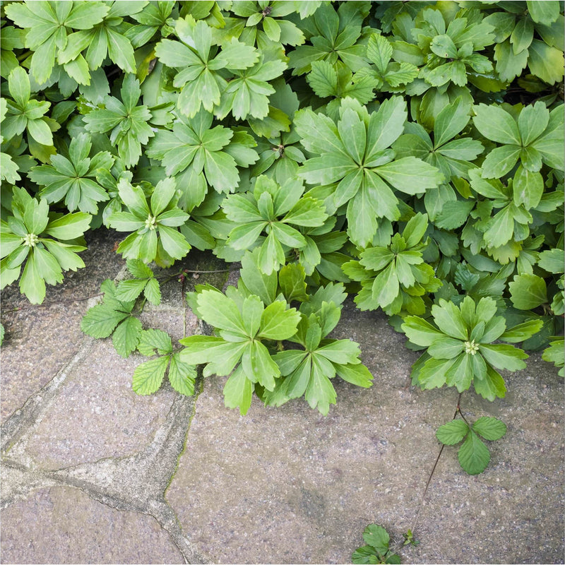 Dikkemanskruid, groene bodembedekker groeit over tegels. 