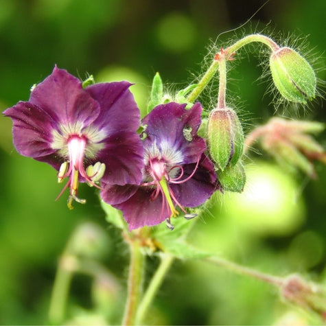 Donkere ooievaarsbek