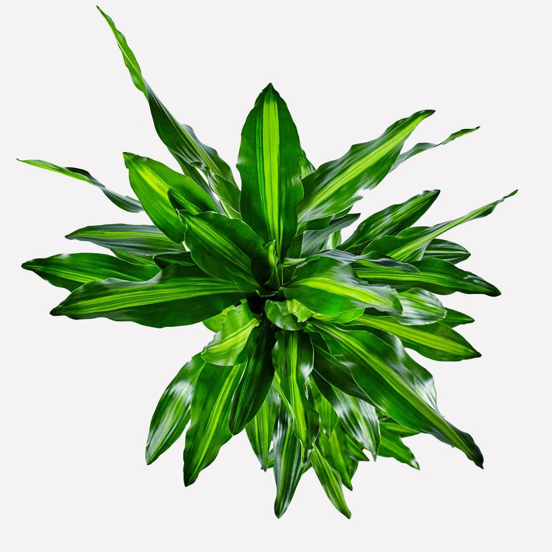 Dracaena cintho, groene plant van boven.