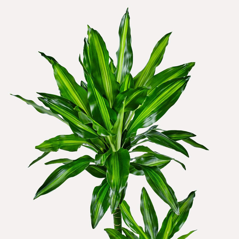 Dracaena cintho, closeup van de lange, groene bladeren.