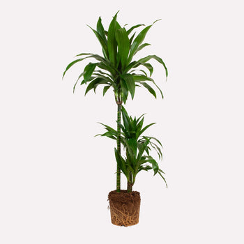 Dracaena Janet Craig