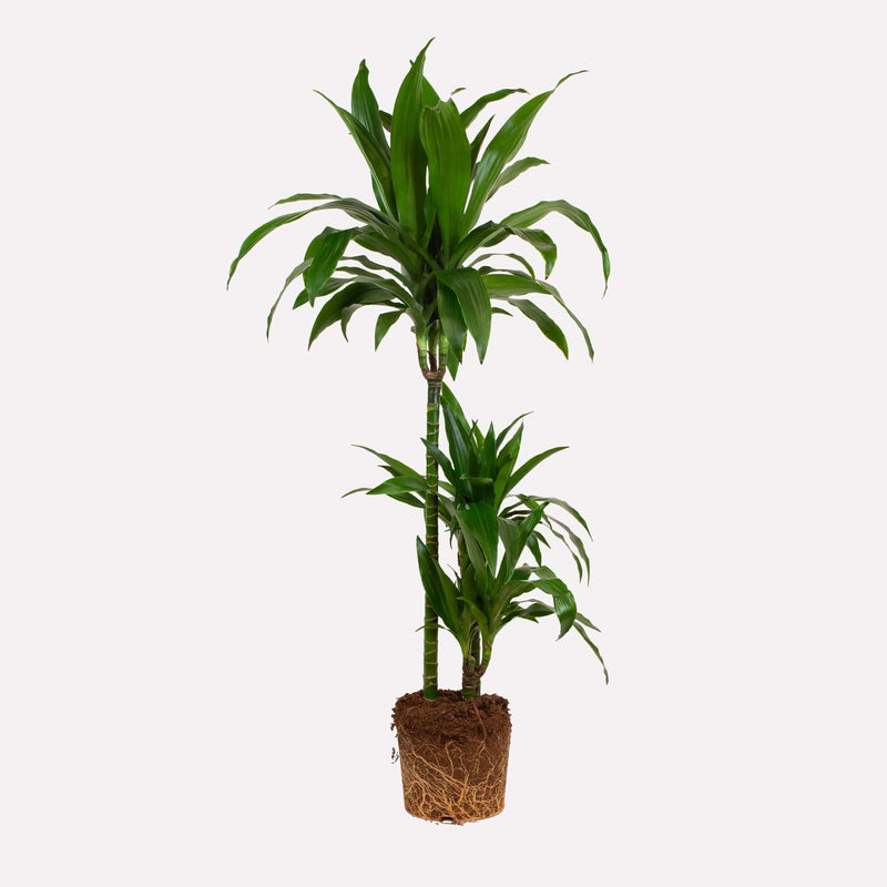 dracaena janet craig, plant met langwerpig blad op stam