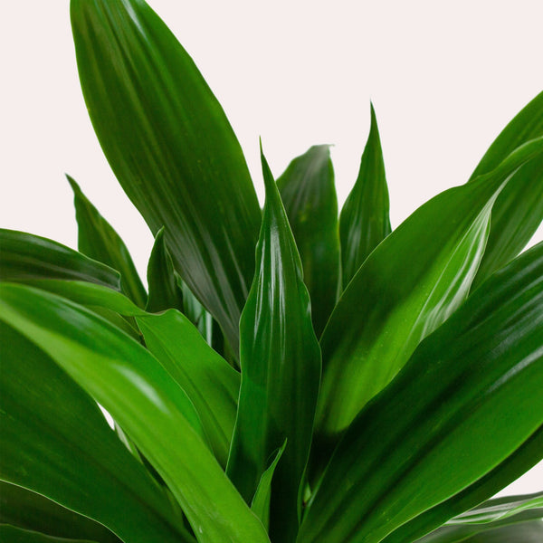 Dracaena Janet Craig
