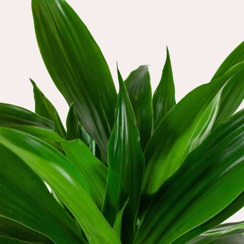 dracaena janet craig,close up van puntig groen blad