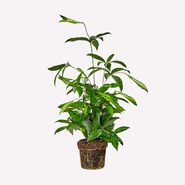 Dracaena surculosa