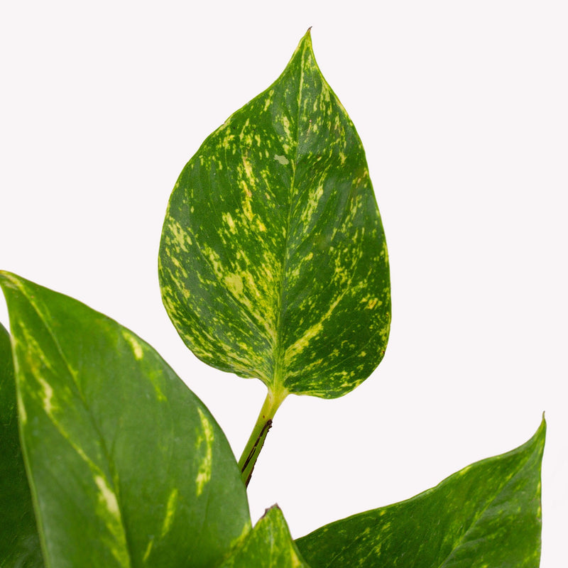 drakenklimop, close up van groen en geel blad