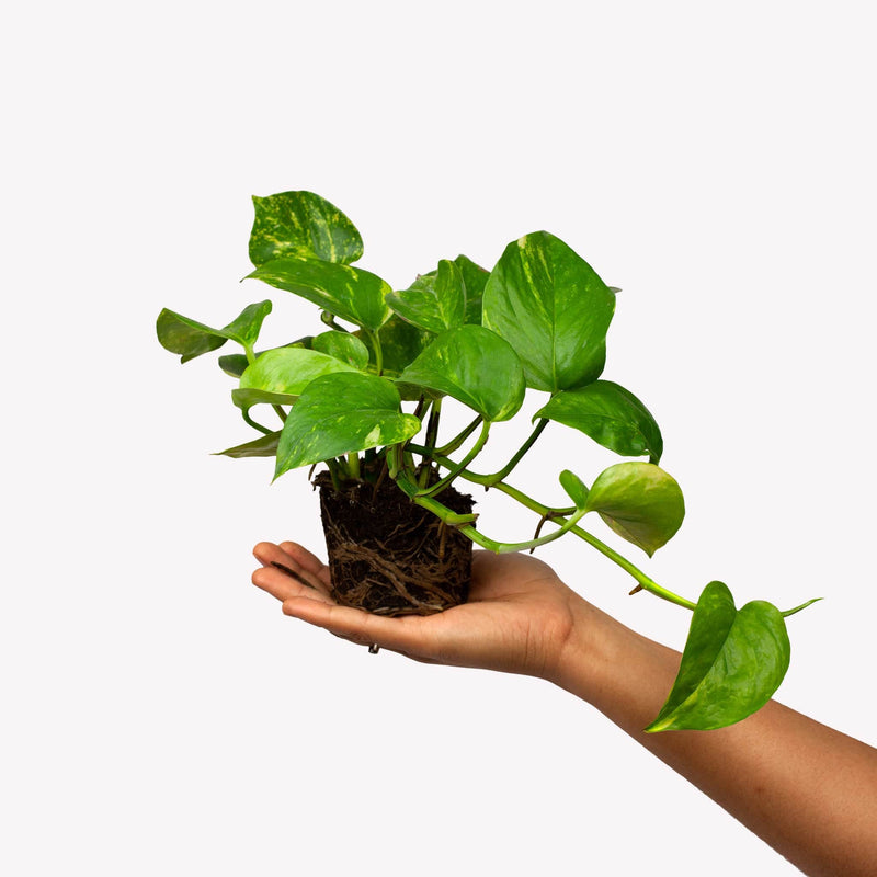 drakenklimop, hand houdt plantje vast met kale kluit en groen, hangend blad