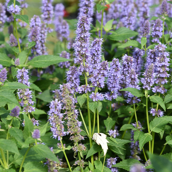 dropplant, paarse aren en groene bladeren