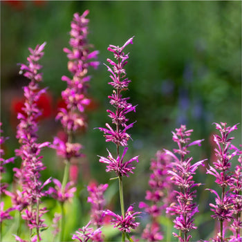 Dropplant Mexicana Lime