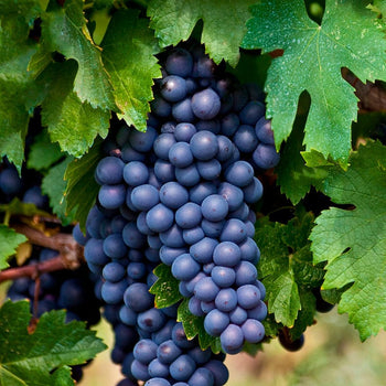 Blauwe druif Boskoop Glory