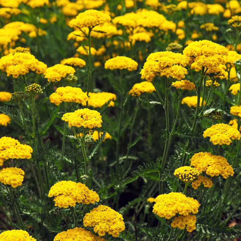 Gele duizendblad met gele schermbloemen