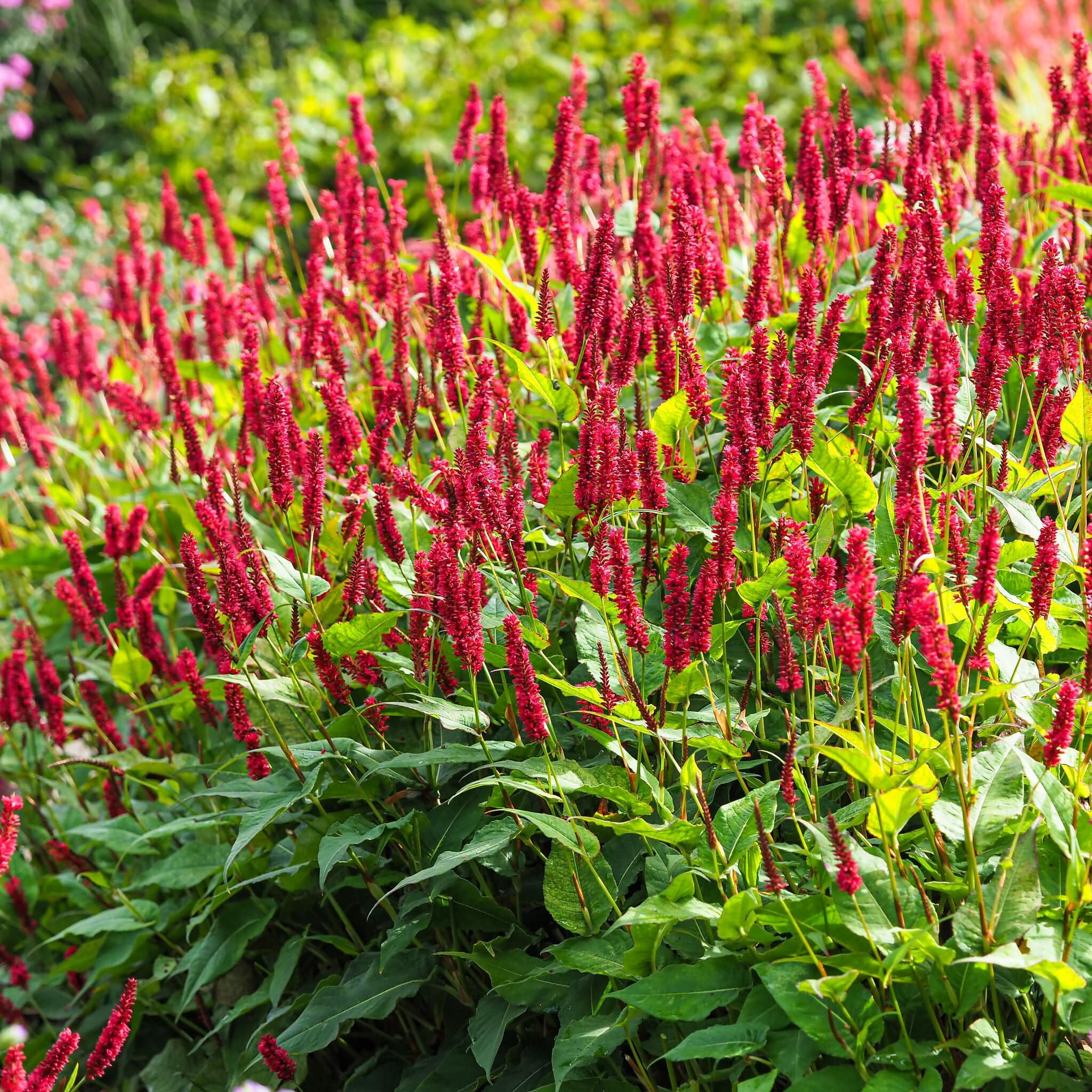 duizendknoop-Persicaria-amplexicaulis-Red-Baron.jpg?v=1672789431