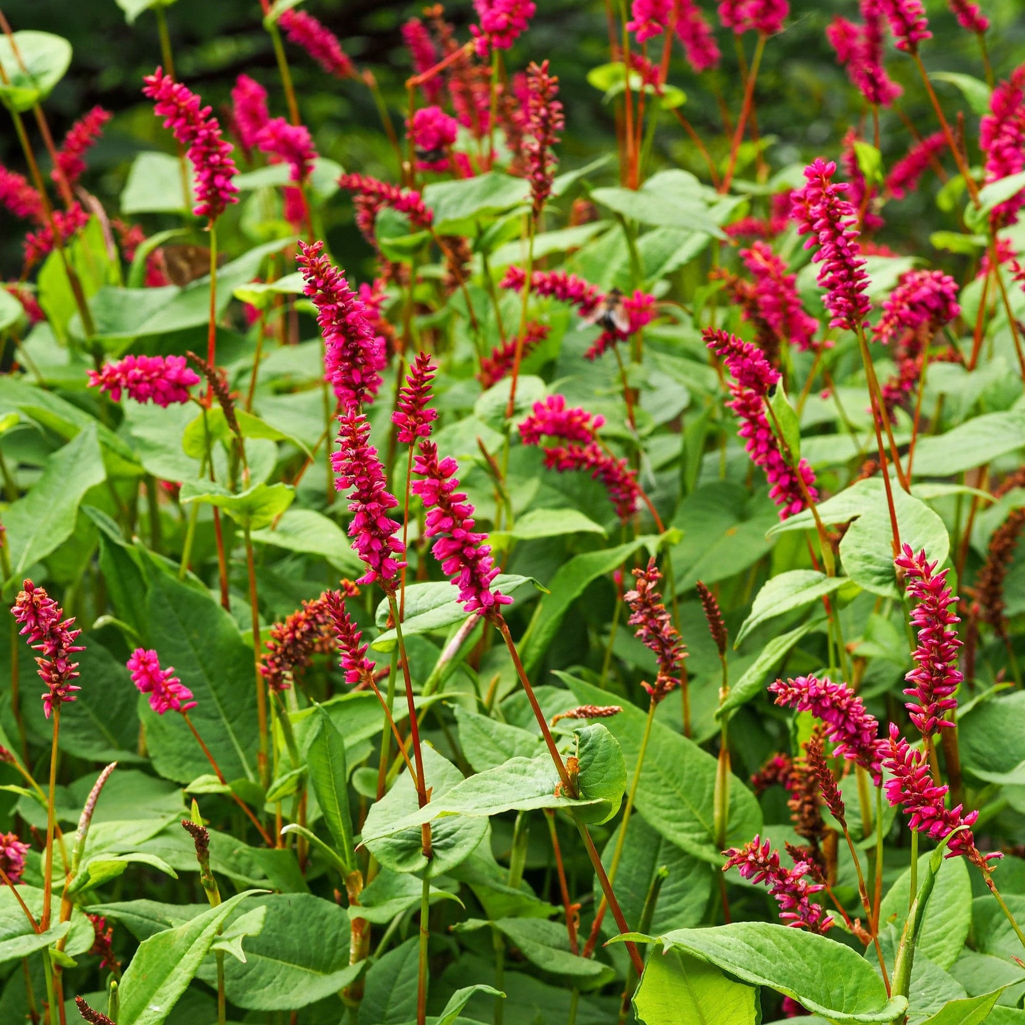 Duizendknoop Lisan Bestellen Biologische Tuinplanten Sprinklr duizendknoop-lisan-bestellen-biologische-tuinplanten-sprinklr