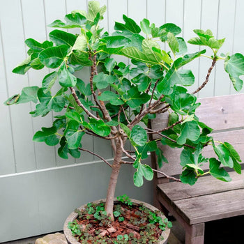 Dwergvijg Little Miss Figgy