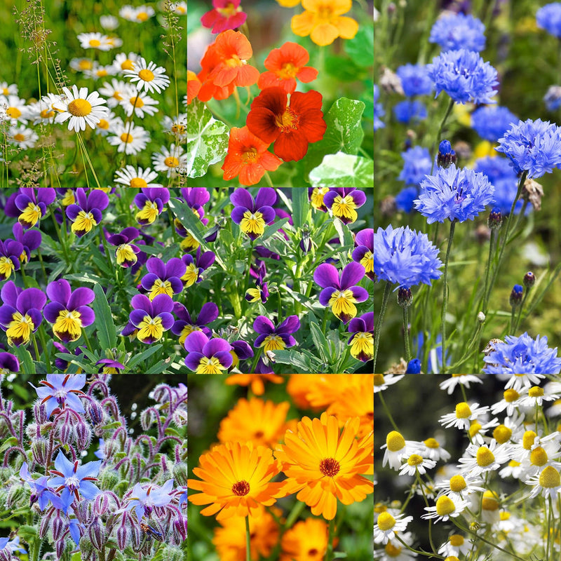 eetbare bloem zaden, collage van bloemen in alle kleuren