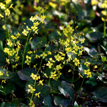 Elfenbloem Colchicum