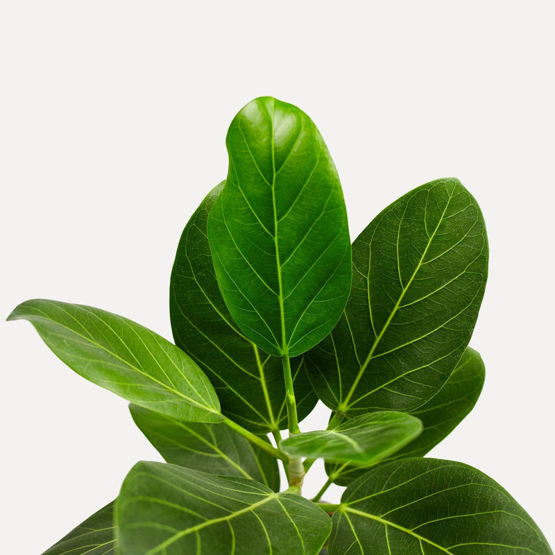 Ficus Audrey, gedeelte van de plant met donkergroene bladeren en lichte nerven.