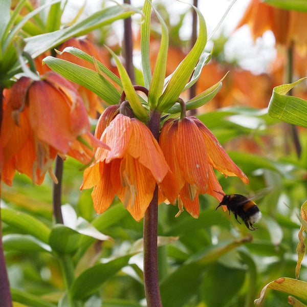 Fritillaria Early Dream