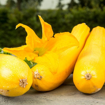 Gele courgette - Zaden