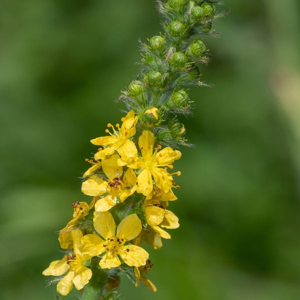 inheemse tuinplant met aan de steel heel veel kleine gele bloemetjes