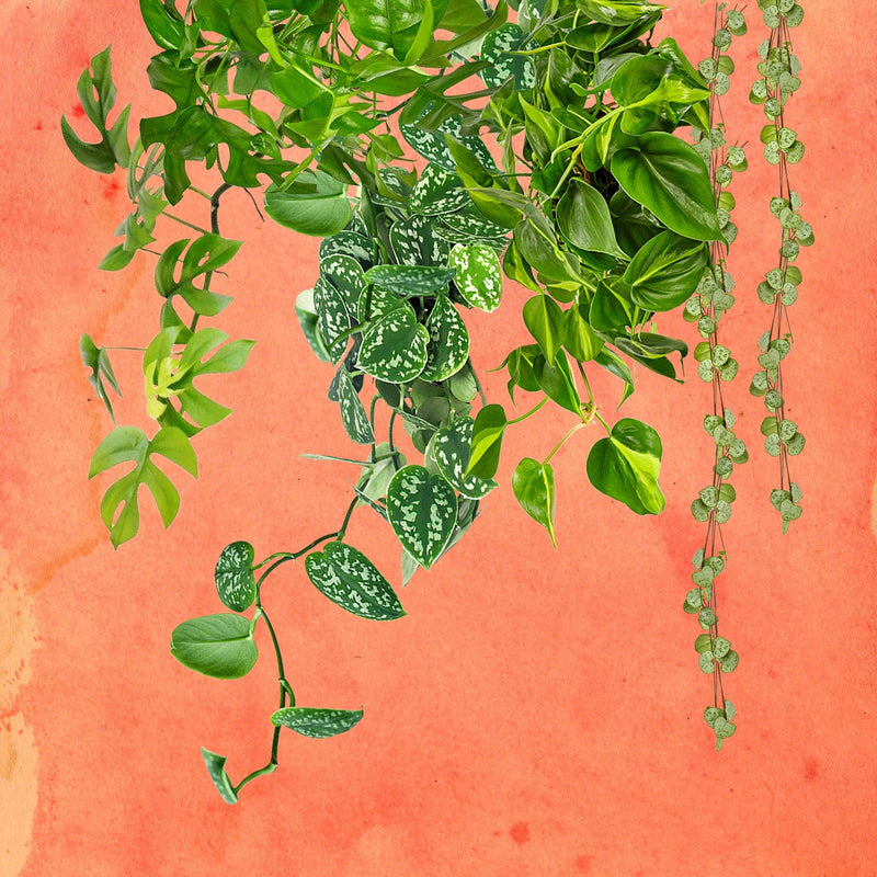 hangplantenpakket, collage van groene hangplanten met roze achterkant