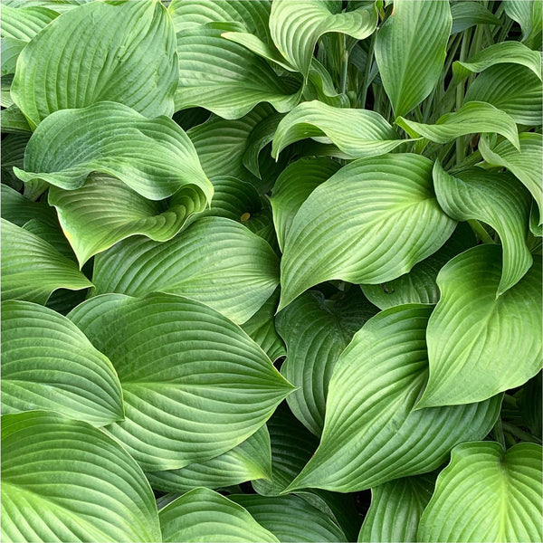 Hosta elegans