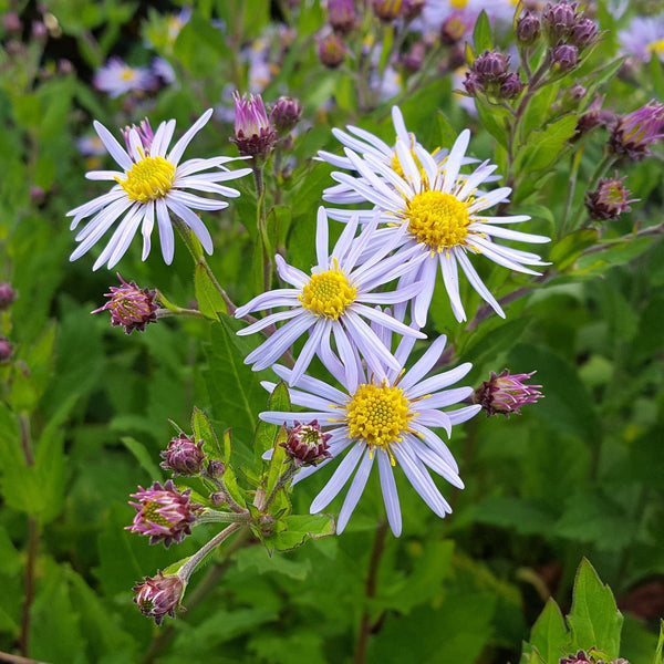 Biologische Herfstaster Asran, licht violet langwerpige bloemblaadjes met een geel hart en paarse knoppen op stengels