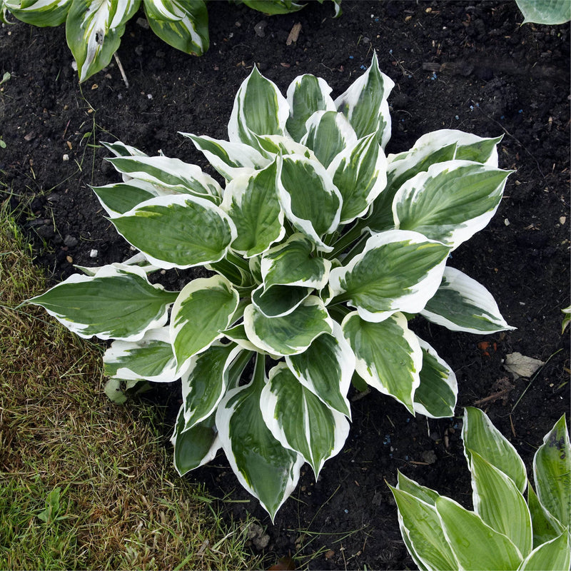 Biologische Hosta Patriot, licht rimpelend groen blad met witte vlammende randen en een lijnenpatroon in de lengte