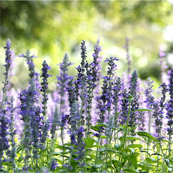 Biologische Hyssop Officinalis