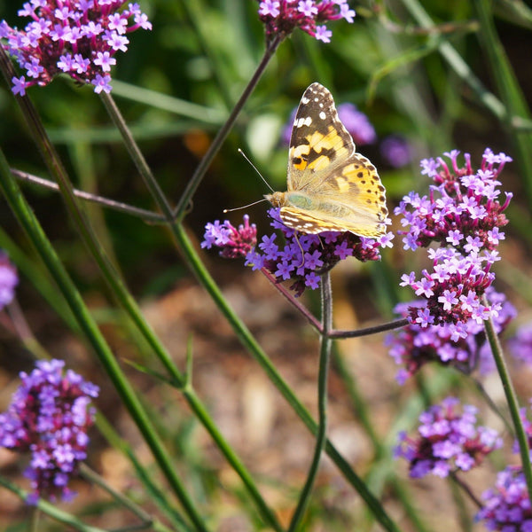 Biologische IJzerhard, clusters paarse bloemetjes op groene lange stengels, met een vlinder op een top