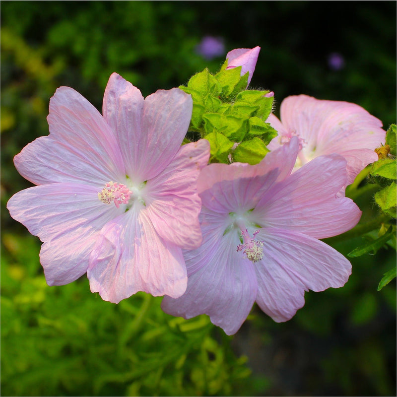 Roze kaasjeskruid biologisch, ook wel Malva moschata Rosea, in bloei.