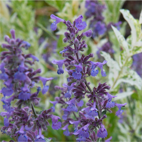 Kattenkruid Walker's Low