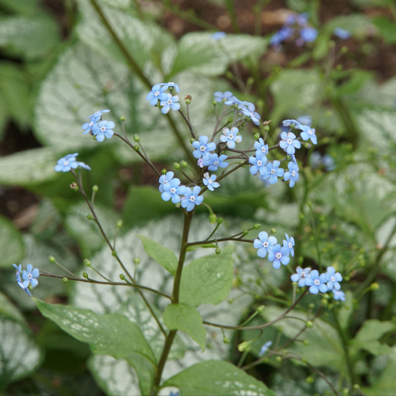 Biologisch Kaukasisch vergeet-mij-nietje met lichtblauwe lieflijke bloemetjes, bovenop stevige groene stengels en bladeren