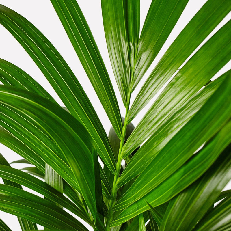 Kentia palm,close up van lange, dunne , groene bladeren in de vorm van een waaier.