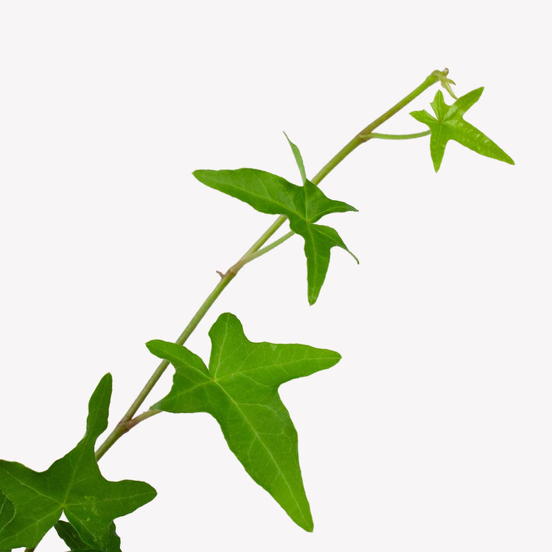 klimop, close up van stengel met stervormig groen blad